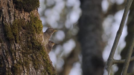 two baby grey starling bird chicks nesting in hollow tree hungry waiting and calling for mother to bring food medium side angle slow motion