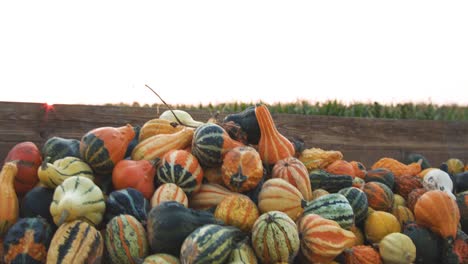 pila de calabazas ornamentales frente a un campo de maíz