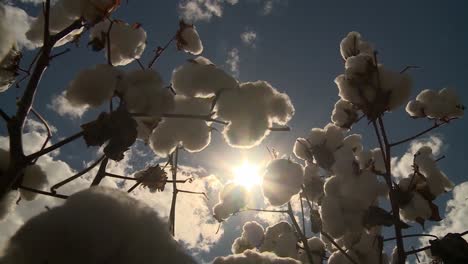 low angle shot of cotton plants, sunlight shining directly on a clear day