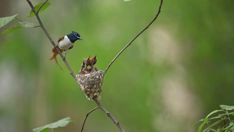 pájaro del paraíso indio que viene a anidar y alimenta a los polluelos