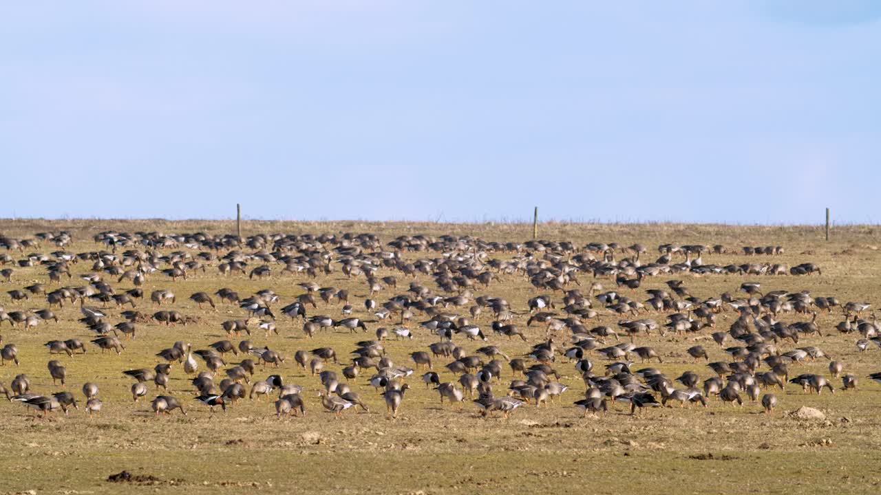 bandada de gansos de frente blanca, frijol y percebe comiendo hierba en el campo timelapse