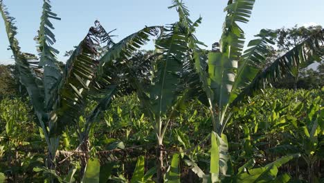 Plantas-De-Plátano-Que-Soplan-Suavemente-En-El-Viento-Con-Un-Cielo-Azul-Claro