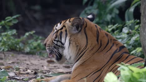 Tigre-Malayo-Tendido-En-El-Suelo-Con-La-Boca-Abierta