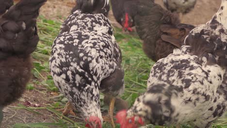 free range chickens feeding on a small farm slow motion