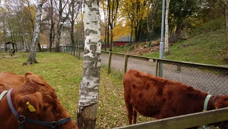 brown cows grazing in enclosure while people walking nearby, motion lapse