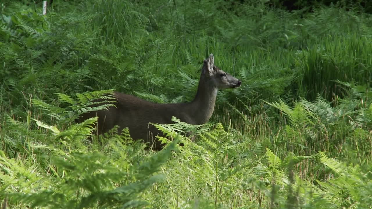 un ciervo en la hierba verde alta