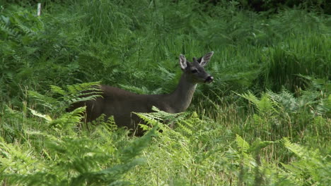 A-deer-in-tall-green-grass