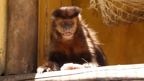 Pequeño-Mono-Comiendo-Dentro-De-Una-Jaula