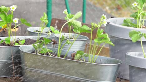 Un-Montón-De-Plantas-De-Fresa-Recién-En-Macetas-Rociadas-Con-Agua-Bajo-El-Sol-De-Verano---60-Fps