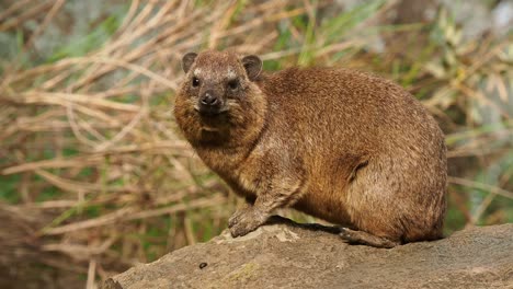 rock hyrax - procavia capensis also dassie, cape hyrax, rock rabbit and coney, medium-sized terrestrial mammal native to africa and the middle east, order hyracoidea genus procavia.