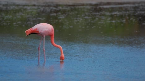 Größere-Flamingo-Auf-Nahrungssuche-Im-Flachen-Seewasser-Auf-Der-Insel-Santa-Cruz-Auf-Galapagos,-Nahaufnahme,-Handheld