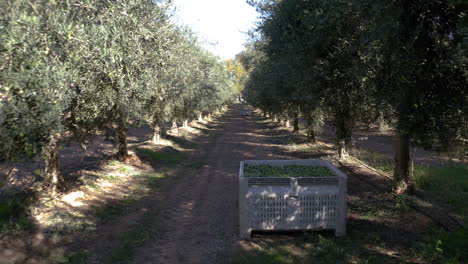 olive grove with harvested olives
