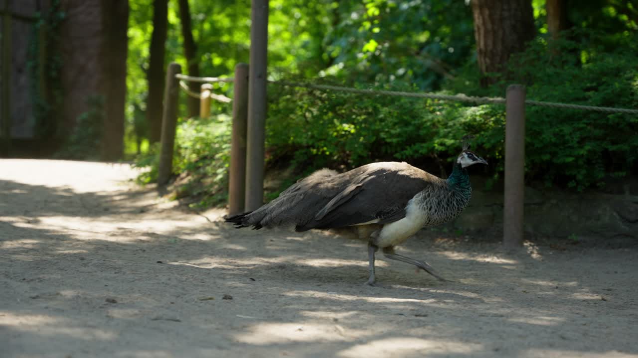 동물 공원에서  ⁇ 고 지나가는 공작