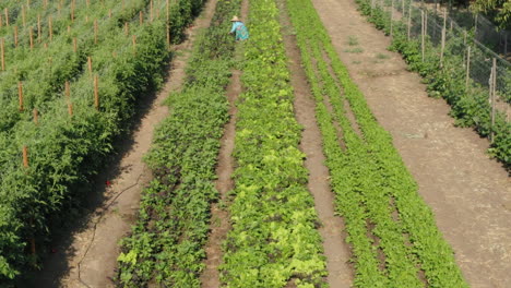 Parcela-De-Tierra-Arada-Con-Plantas-De-Tomate-Y-Otros-Crecimientos-Con-Agricultora-Trabajadora,-Vista-Aérea