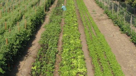 parcela de tierra arada con plantas de tomate y otros crecimientos con agricultora trabajadora, vista aérea
