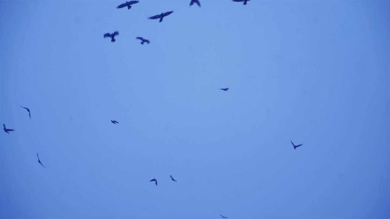 Crows In Flight. Flock of birds in the evening.