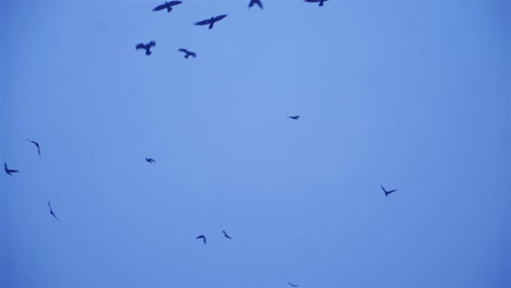 crows in flight. flock of birds in the evening.
