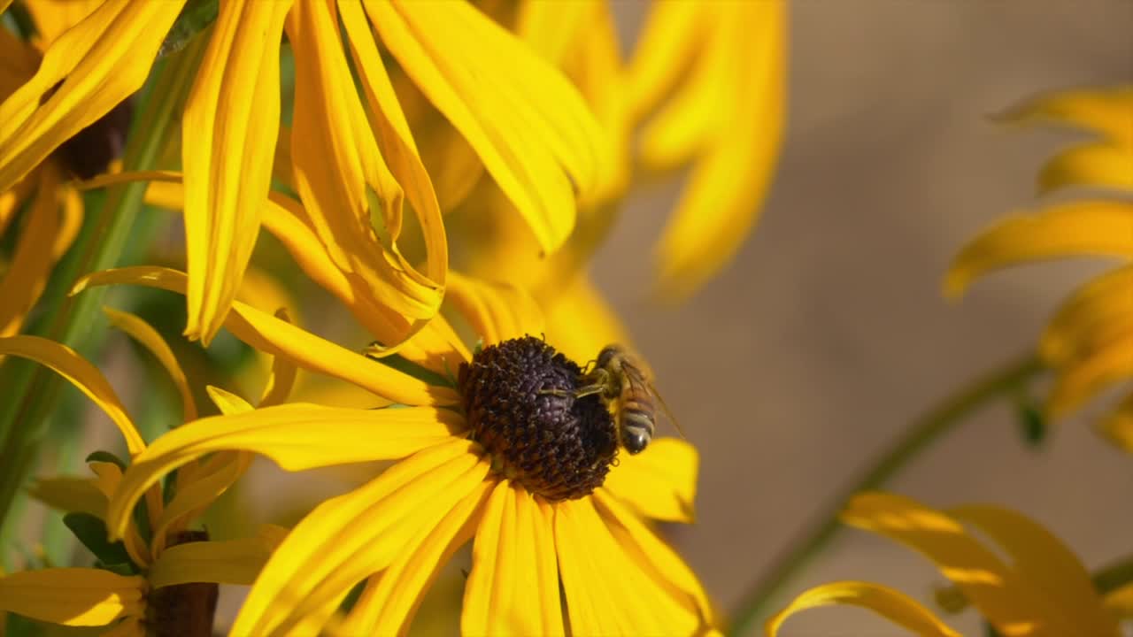 Ape africanizzata su un girasole giallo in fiore.