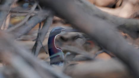 the elusive agami heron bobbing it's head