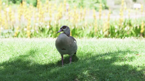 Egyptian-Goose-Standing-On-Sunny-Meadows-Of-Kirstenbosch-Botanical-Gardens-In-Cape-Town,-South-Africa