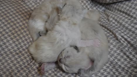 Siblings--new-born-ragdoll-kittens-cuddling