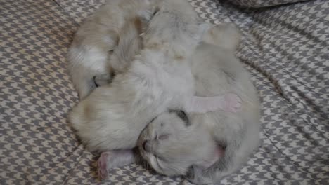 hermanos - gatitos recién nacidos de muñecas de trapo acurrucándose