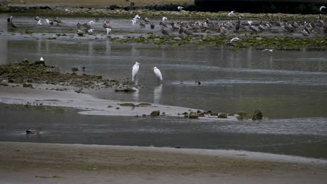 three great egrets hanging out in malibu lagoon as terns fly int he background