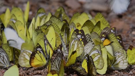 Mariposas-En-Lamer-Minerales:-Mariposas-Lamiendo-Minerales-Uno-Por-Uno-Mientras-Se-Agrupan-En-El-Suelo-A-Primera-Hora-De-La-Mañana-En-El-Parque-Nacional-Kaeng-Krachan,-En-Cámara-Lenta