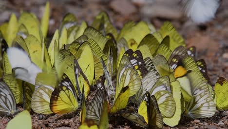 mariposas en lamer minerales: mariposas lamiendo minerales uno por uno mientras se agrupan en el suelo a primera hora de la mañana en el parque nacional kaeng krachan, en cámara lenta