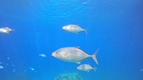 yellowfin tuna fish in the coral reef of the red sea of egypt , shot on 4k 100 fps