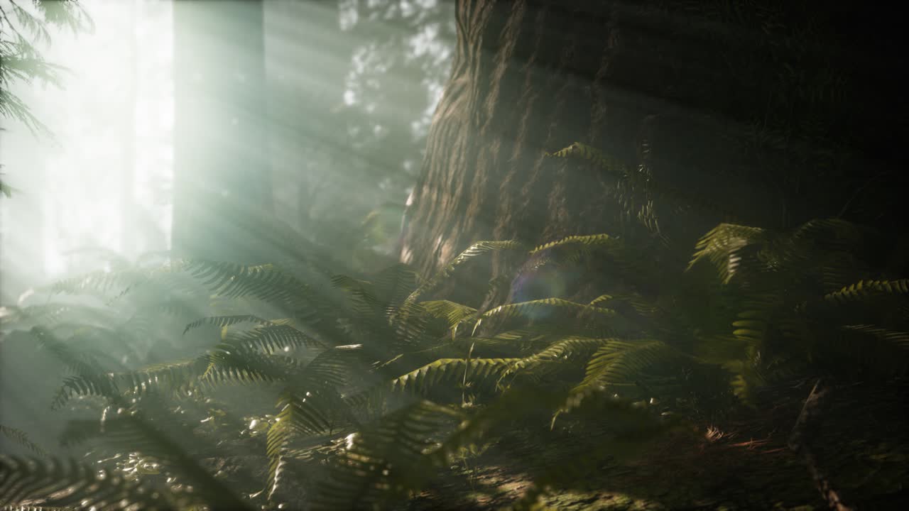 mañana con niebla en el parque nacional de la secuoya