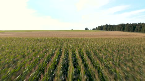 drone flying over an agricultural plantation