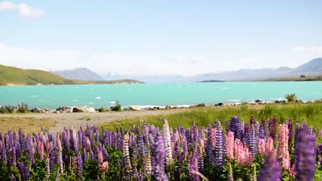 pink and purple lupins blooming on lake tekapo's shore on a sunny spring day