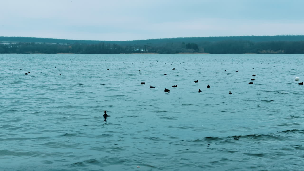 Wild ducks floating on the little waves of the river in winter. Cold grey day in the wilderness with the view on the vast waterscape.
