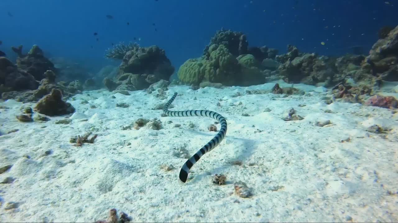 krait de serpiente marina con bandas nada sobre la arena en aguas azules tropicales