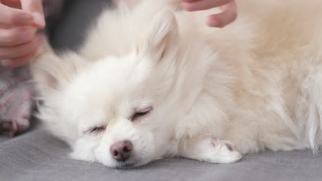 고양이 를 만지는 손 의 근접적 인 모습