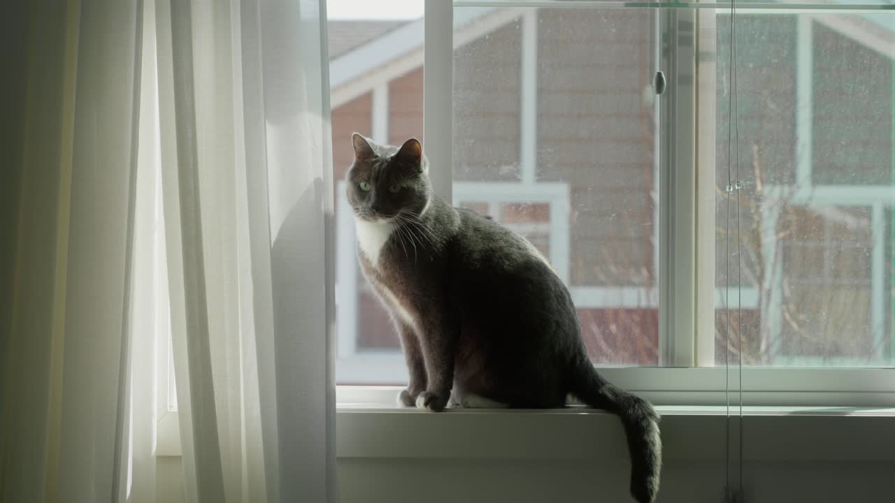 창문 앞에 앉아 있는 고양이