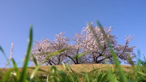 Vista-Vibrante-De-ángulo-Bajo-Del-árbol-De-Sakura-Rosa-En-La-Colina-Contra-El-Cielo-Azul