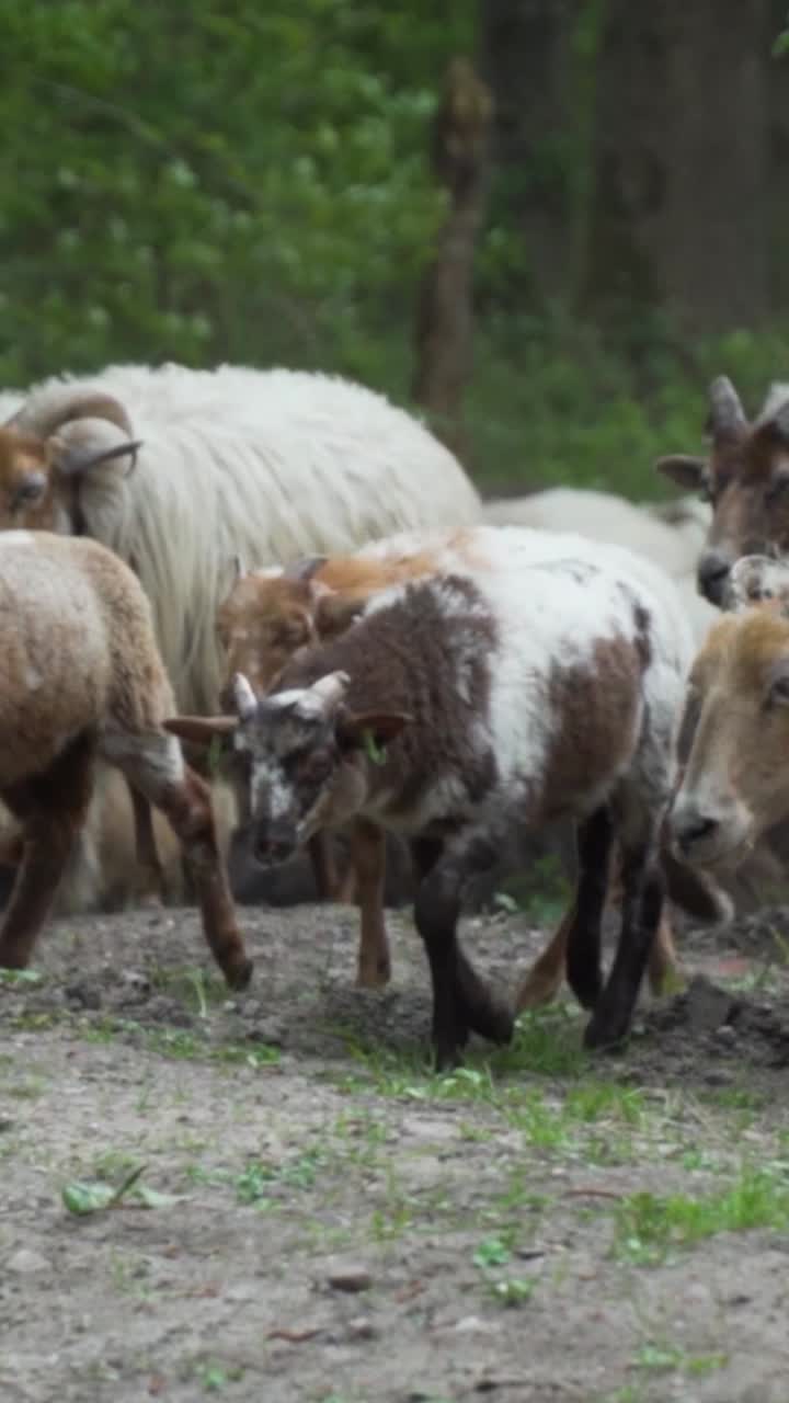 목초지 에서 양