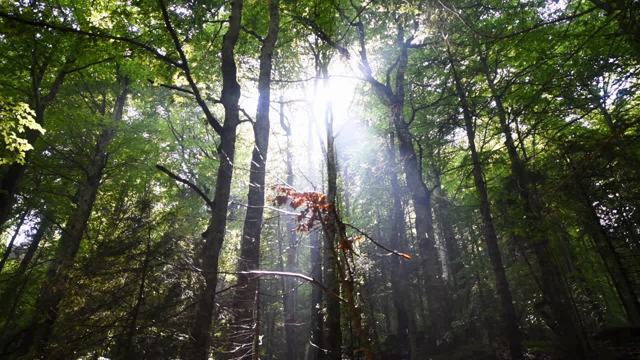숲의 옥상 을 통해 빛 이 필터링 되는 것