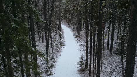 Pine-forest-road-with-snow