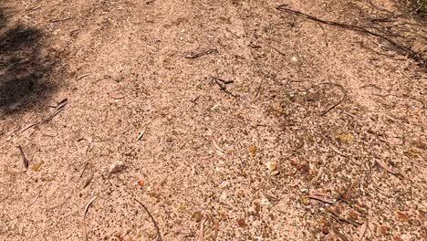 vehicle moving along a rural dirt path