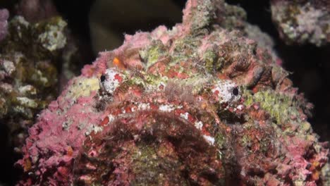 colorful stonefish super close up on coral reef