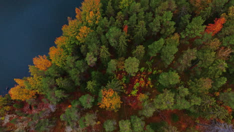 Foto-Superior-De-Un-Bosque-Otoñal-Con-árboles-Verdes,-Rojos,-Amarillos-Y-Marrones-Inclinándose-Hacia-Arriba-Para-Revelar-Un-Pintoresco-Lago-Con-Algas-Cianobacterias.