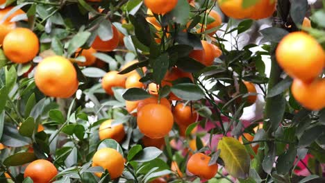 Orange trees with ripe fruits in Hanoi, Vietnam