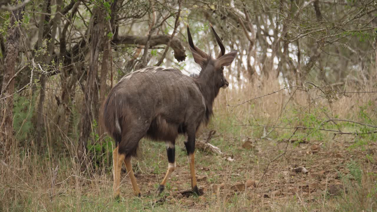 majestuoso antílope nyala rayado camina con cautela a través de matorrales secos