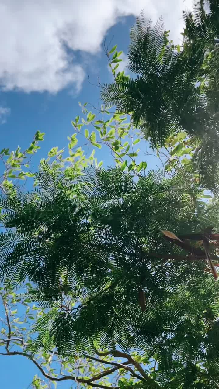 울창 한 나무 지붕 을 통과 하는 빛