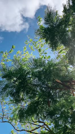sunlight through lush tree canopy