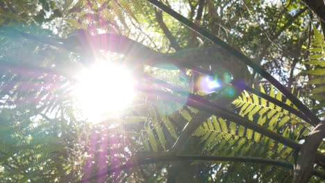 caza de serpientes en un entorno de selva tropical exuberante - pitón de diamante