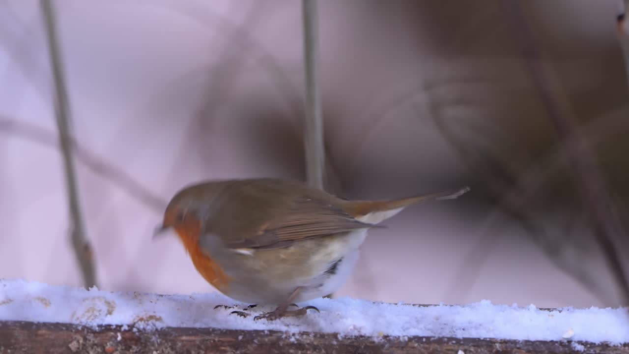 Plump, colorful European Robin hops along snowy fence rail, searching for bits of food in Norway.